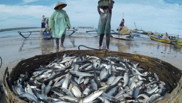 Una escasez en la pesca marina sería una catástrofe para las 800 millones de personas que dependen del pescado como fuente principal de alimento