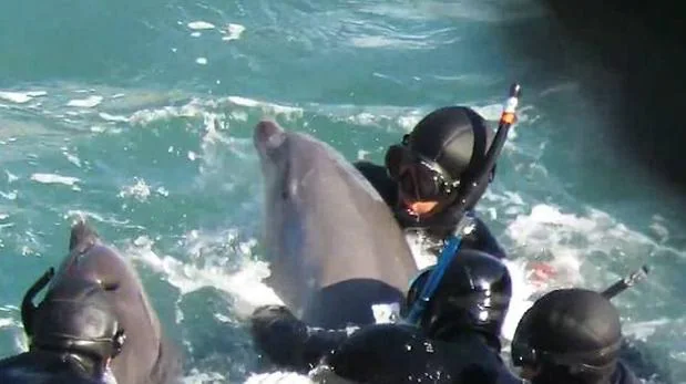 Ocurrió en la ciudad costera de Taiji (Japón), donde cada año los pescadores locales tienen autorización para capturar y matar delfines