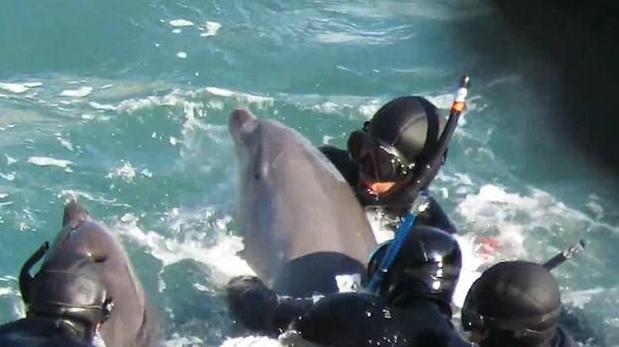 Ocurrió en la ciudad costera de Taiji (Japón), donde cada año los pescadores locales tienen autorización para capturar y matar delfines