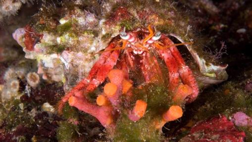 Cangrejo ermitaño (Dardanus calidus) sobre briozoo falso coral (Myriapora truncata)