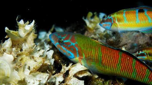 Fredis (Thalassoma pavo) y algas pardas (Padina pavonica)