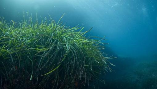 Pradera de posidonia (Posidonia oceanica)