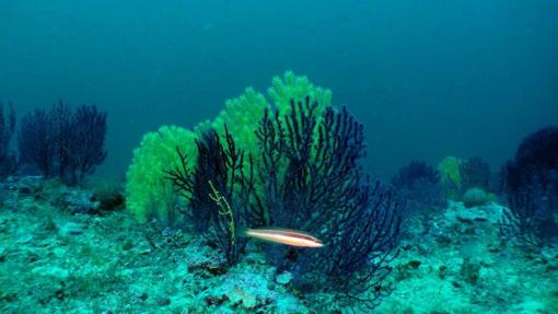 Jardín de gorgonias rojas (Paramuricea clavata) y doncella (Coris julis)