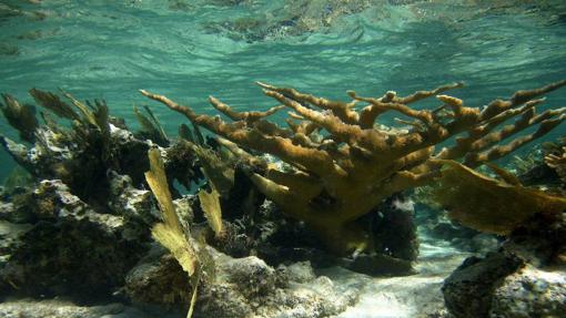 Arrecife de coral