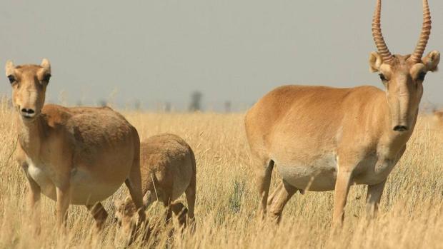 Una mortífera plaga diezma la población de los amenazados saiga