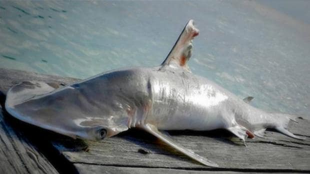 Describen una nueva especie de tiburón en aguas del amenazado arrecife de Belice