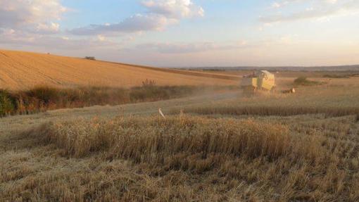 La etapa del sistema alimentario más ineficiente es la ganadería