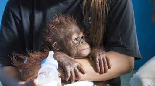 Vena pronto iniciará su rehabilitación con otras crías de orangután rescatadas