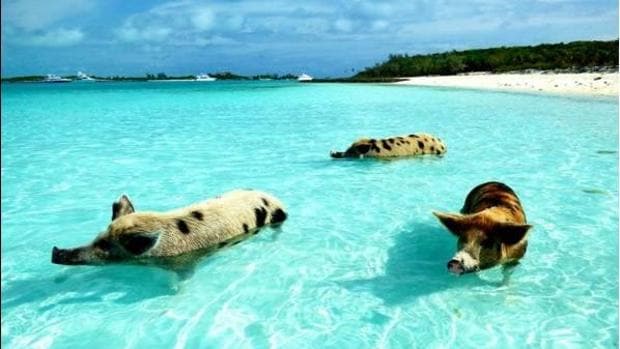 Big Major Cay alberga desde hace 30 años una población de cerdos salvajes