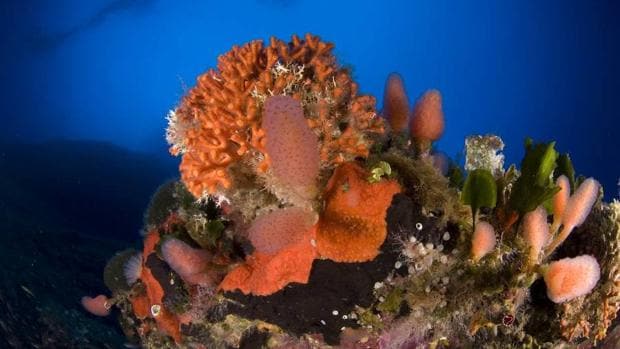 En los fondos abisales del cañón submarino de Avilés habría especies nuevas de corales, esponjas y crustáceos