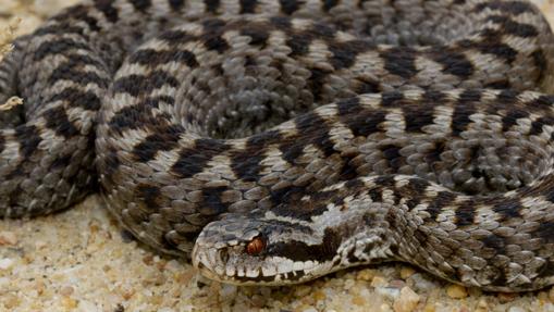 Macho de víbora cantábrica