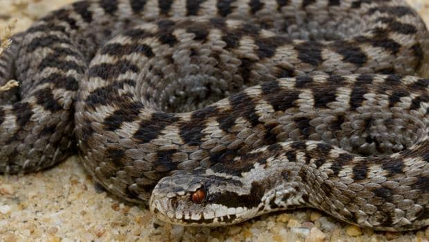 Encuentran rara serpiente en Alabama por segunda vez en 60 años