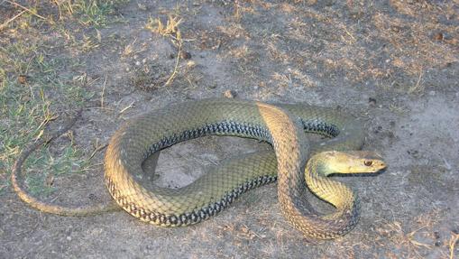 Culebra bastarda