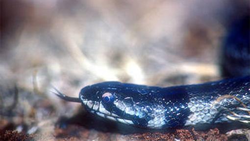 Culebra de cogulla occidental