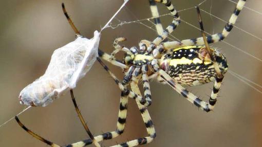 Las arañas son los principales enemigos naturales de los insectos