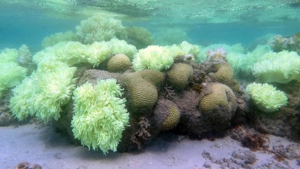 Muchos esfuerzos de seguimiento de arrecifes de coral no incluyen la medición de los niveles de oxígeno, lamentan desde el Instituto Smithsonian