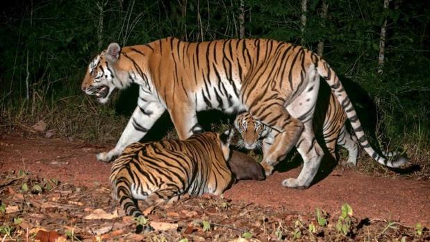 Cinco machos, siete hembras y seis crías de tigre de Corbett han sido descubiertas en el parque natural de Dong Phayayen-Khao Yai, una zona protegida ubicada en el sur de Tailandia