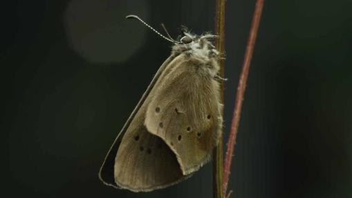 Mariposa hormiguera oscura