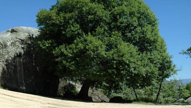 España cuenta con 153 especies de árboles