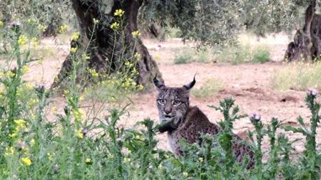 Lince ibérico