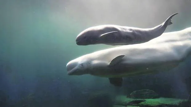 La petición de Santuario se basa en una propuesta científica de área de protección desarrollada por la Sociedad para el Estudio de los Cetáceos en el Archipiélago Canario en 2011, a instancias del Ministerio de Medio Ambiente