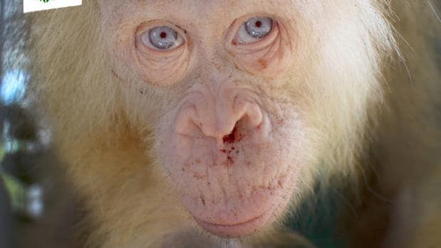La hembra de orangután es sensible a la luz