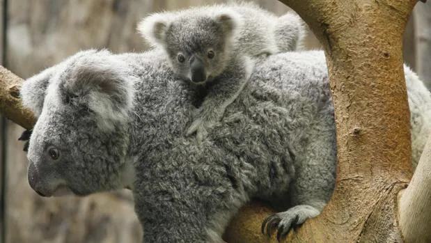 El koala corre el riesgo de desaparecer en ciertos parajes del este de Australia por la tala de árboles impulsada por la urbanización y el desarrollo agrícola y minero