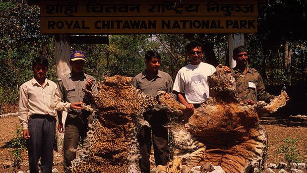 El parque nacional de Chitwan fue el escenario elegido por las autoridades nepalíes para quemar los cuernos de elefante, las pieles de tigre y las escamas de pangolín