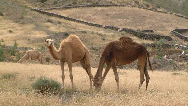 La leche de camella se emplea en la elaboración de productos de belleza