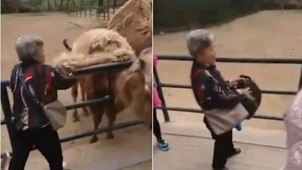 Una mujer le arranca parte de pelaje al camello de un zoo en China y se lo guarda en el bolso