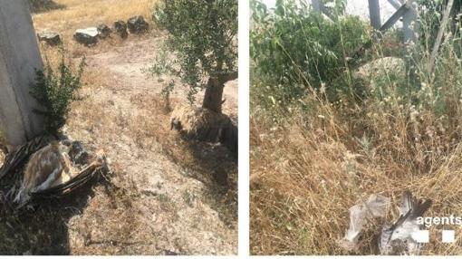 Todas los ejemplares electrocutados pertenecen a especies protegidas