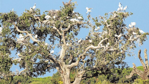Doñana es un paraíso para las aves