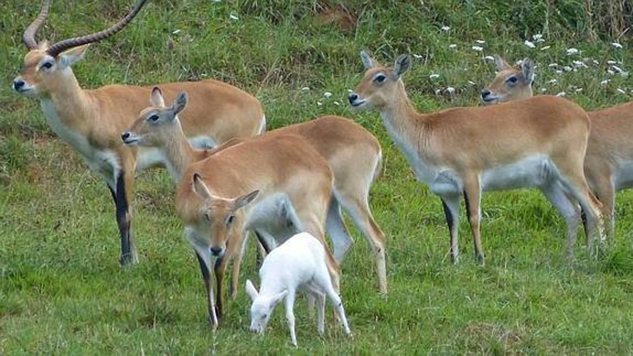 Los antílopes de Cabárceno a veces escapan de su recinto «cuando son expulsados del grupo por la presencia de algún macho dominante»