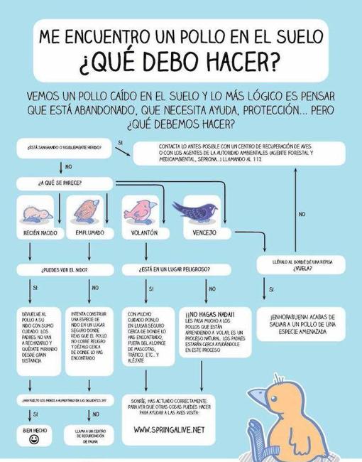 Consejos para quienes encuentren a un pollito «huérfano»