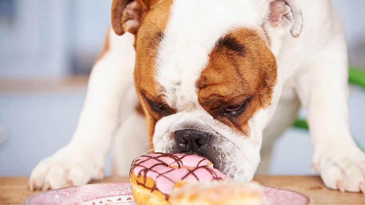 Un perro es obeso cuando su masa corporal supera en 20% el peso que le corresponde de acuerdo con su edad, sexo y raza