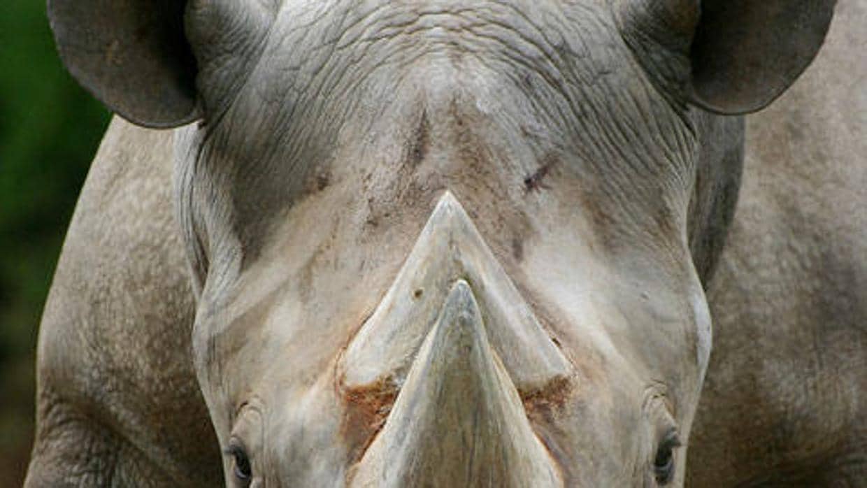 Un rinoceronte mata a un especialista en la especie en un parque nacional de Ruanda