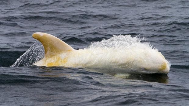 El delfín albino avistado en Monterey
