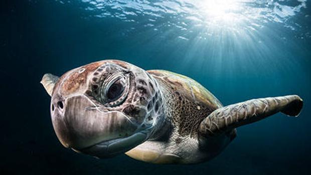 Un ejemplar de tortuga marina