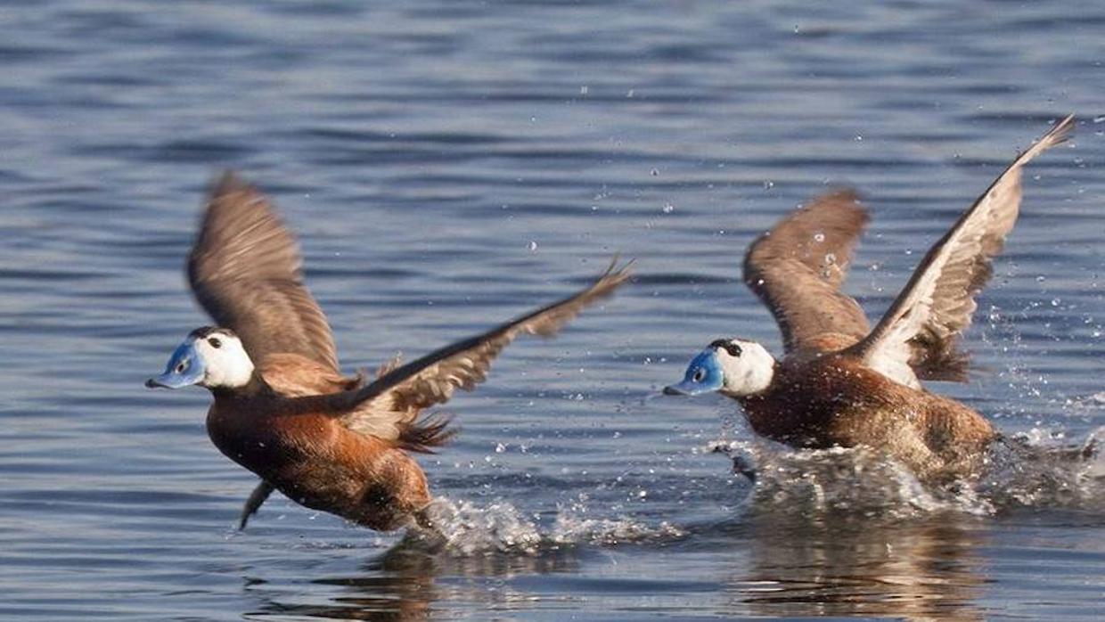 Aves acuáticas