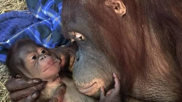 Dos ejemplares de Orangután de Borneo