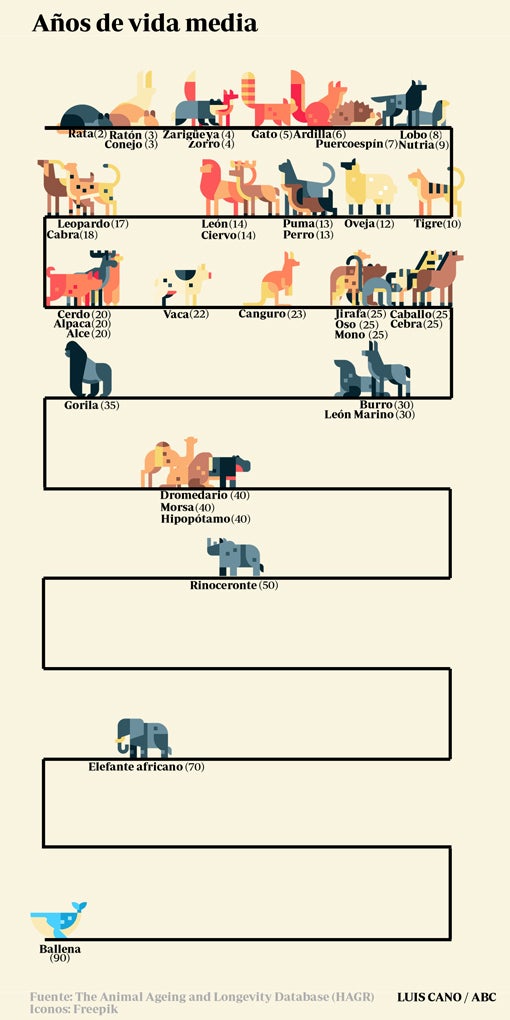 Los límites de la naturaleza para la reproducción de los mamíferos