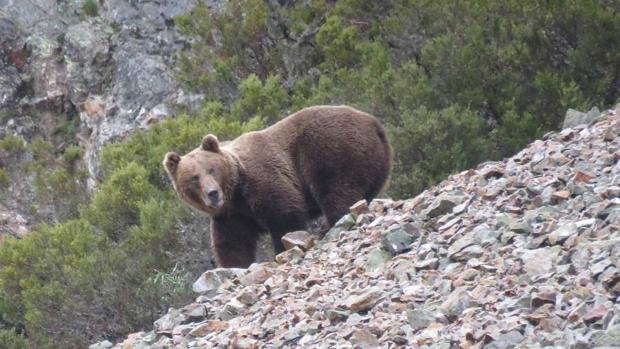 Mejoran el seguimiento de los osos aplicando un nuevo método genético