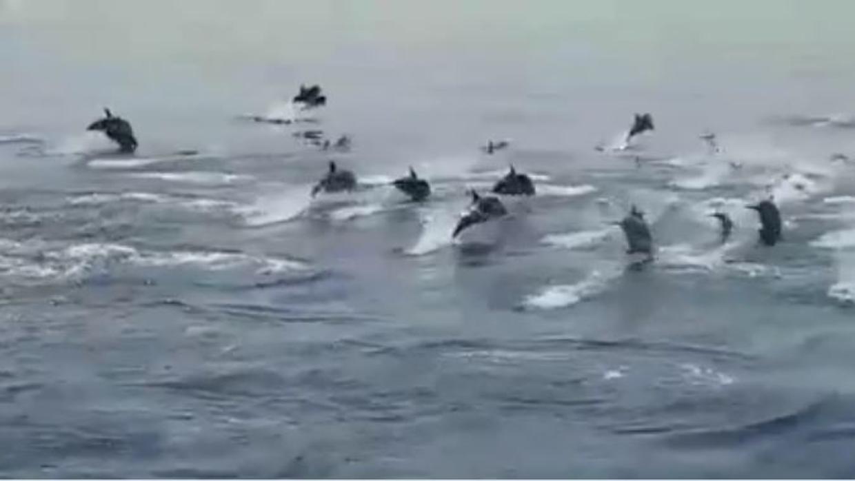 Espectacular: logran grabar a decenas de delfines saltando en Cabo de Gata