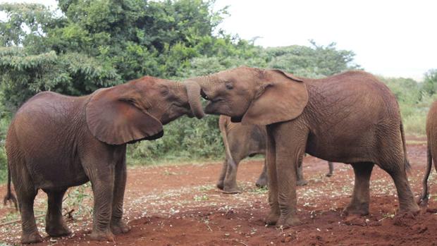 Los motivos que lastran la lucha contra el tráfico de marfil en África