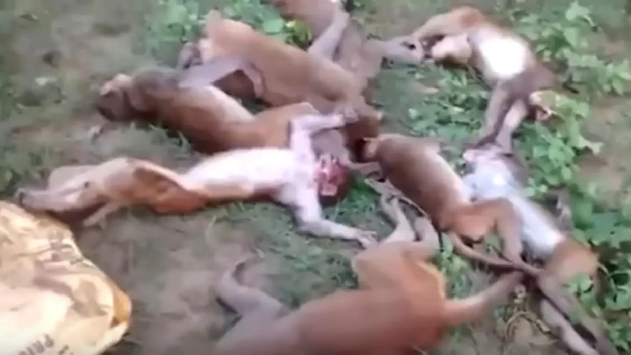 Mueren doce monos por ataques cardíacos después de ser asustados por un tigre en un bosque de la India