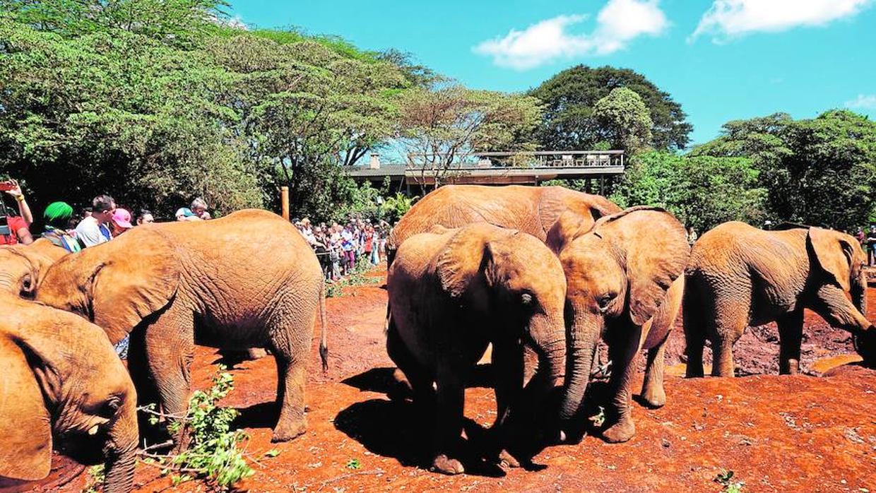 Un grupo de pequeños elefantes juguetea para solaz de los visitantes del David Sheldrick Wildlife Trust (Nairobi)