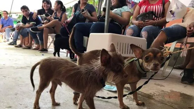 México también se esfuerza en ayudar a los animales afectados por el terremoto