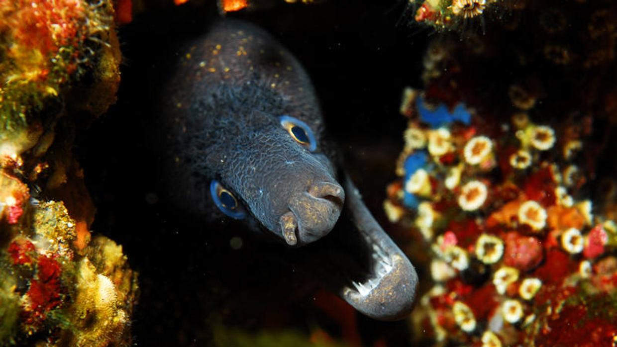 Malta acoge la conferencia «Nuestro Océano», donde la UE ha anunciado 36 compromisos (560 millones de euros) para la conservación del mar hasta 2018