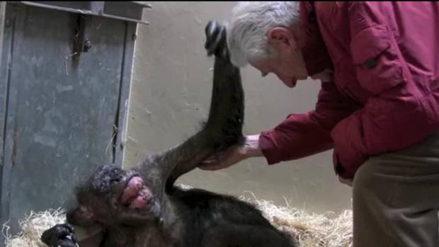 Vídeo: El emotivo adiós entre una chimpancé moribunda y su «cuidador»