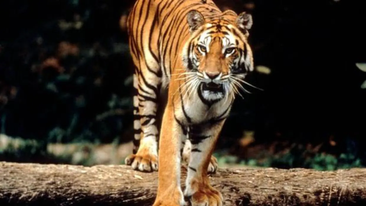 El tigre de Sumatra se recupera en el Parque Nacional de Bukit Barisan Selatan, Patrimonio de la Humanidad En Peligro desde 2011